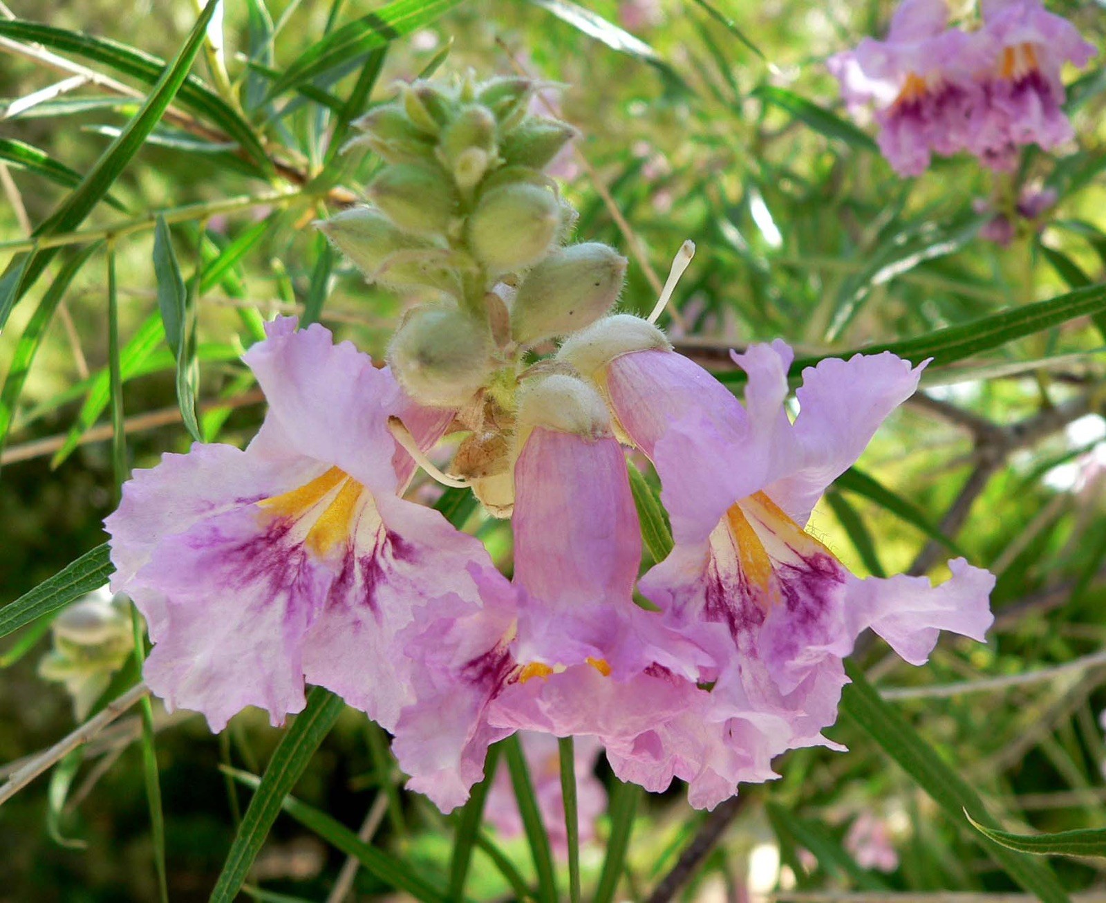 Desert Willow Tree Seeds- 30 Seeds