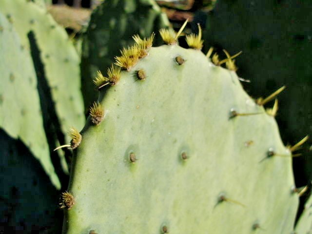 25 CAROLINA PRICKLY PEAR CACTUS SEEDS – Opuntia tunoidea