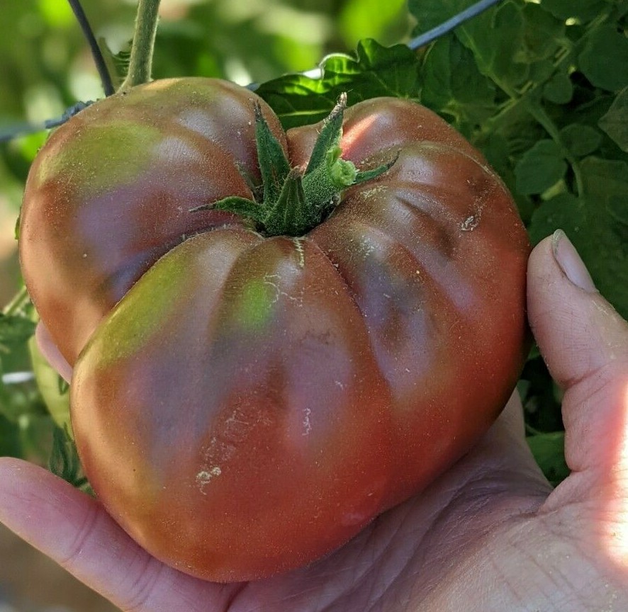 Cherokee Purple Heirloom Tomato Seeds 25 ct. Open Pollinated Red – Purple