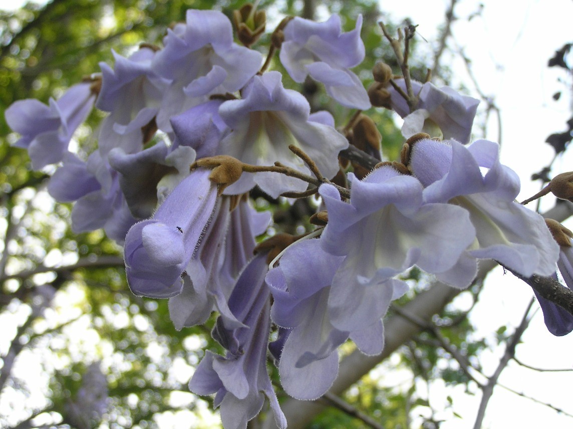 40 PRINCESS TREE ( ROYAL PAULOWNIA ) SEEDS – Paulownia tomentosa