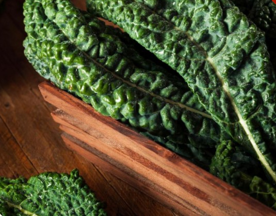 2000 Lacinato Kale Seeds, Italian Dinosaur Kale, NON-GMO, LONG – (2,000 Seeds)