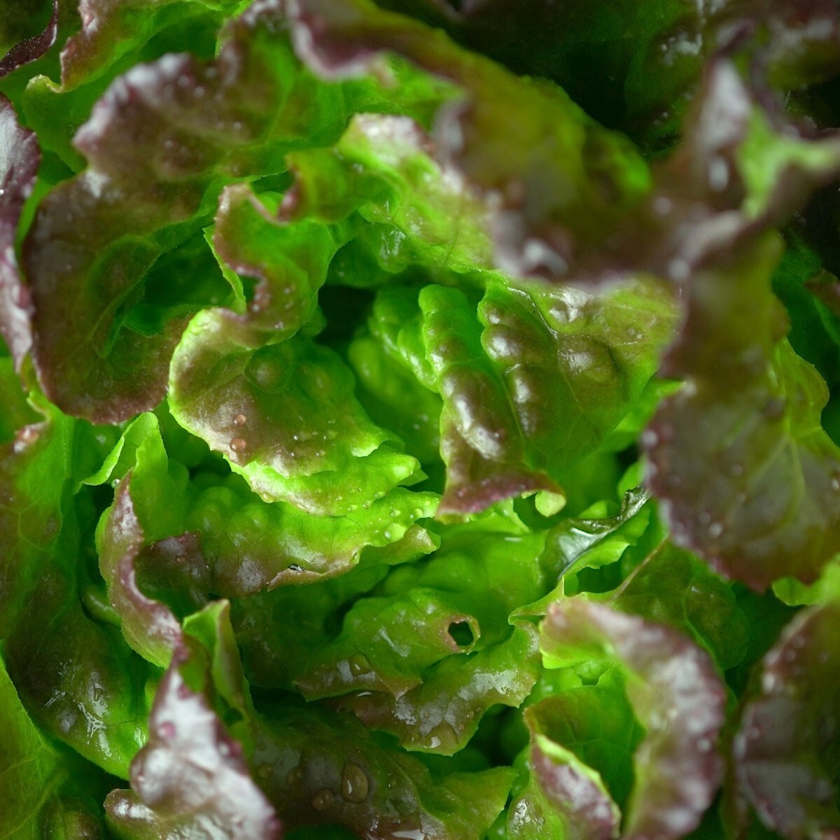 1 Oz Bronze Mignonette Butterhead Lettuce Seeds – Everwilde Farms Mylar Packet