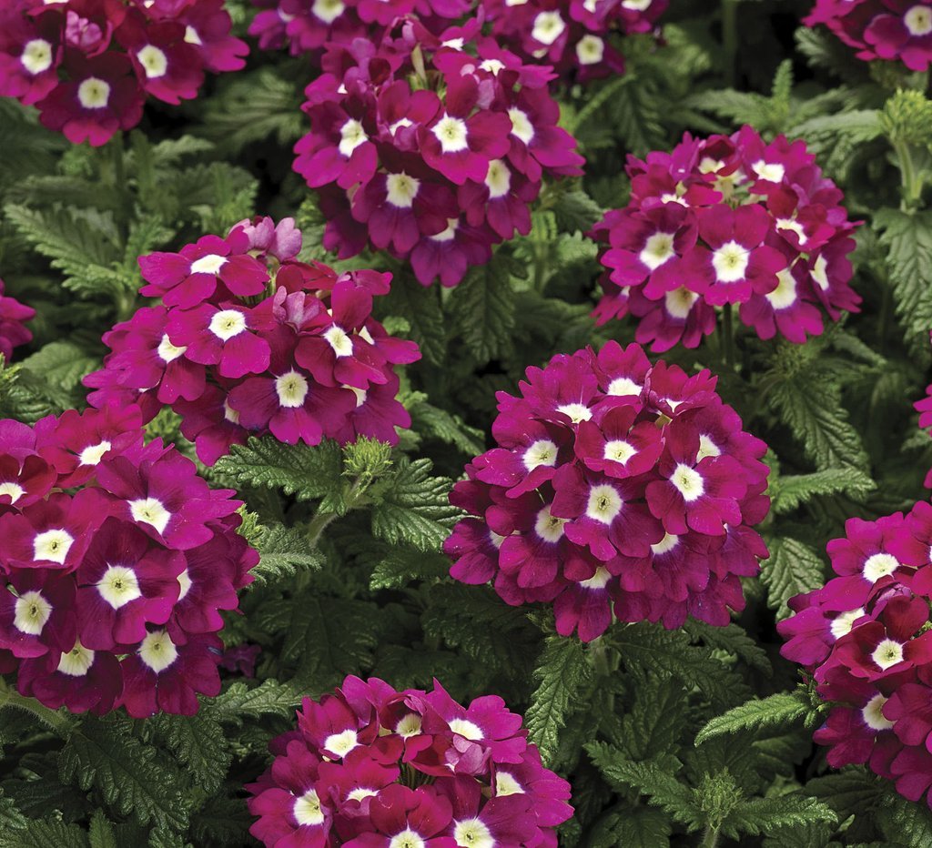 Verbena Seeds Logro Burgundy With Eye 50 Flower Seeds