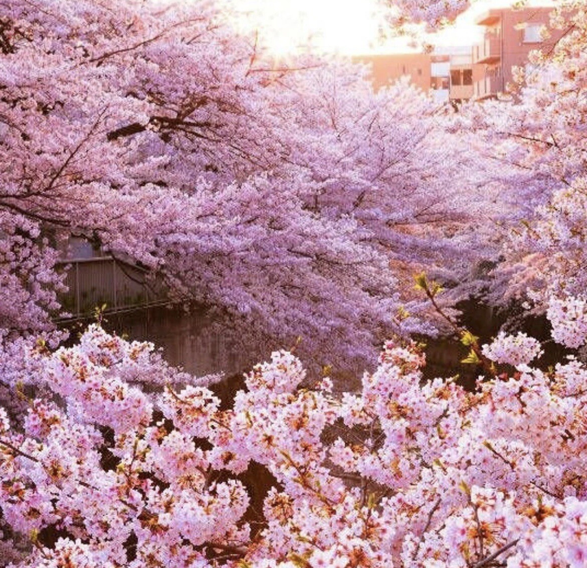 Pink Cherry Blossom seeds, high quality seeds with detailed instructions Sakura