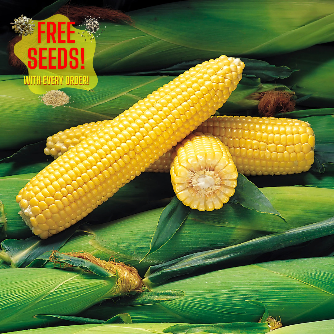 Fresh Sweet Jubilee Corn Seeds | Sweet | Heirloom Non-GMO | Vegetable Seeds