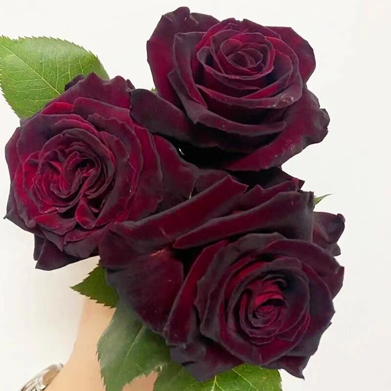 25pc HYBRID ROSE SEEDS Garden plant Flower rare exotic USA seller FREE shipping