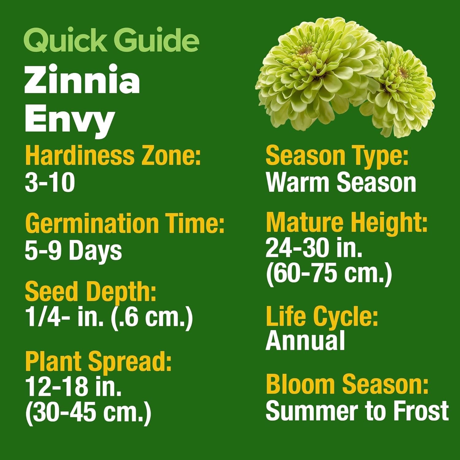Heirloom Zinnia Seeds – 4300 Non-GMO Lime Green Flowers for Spectacular Gardens
