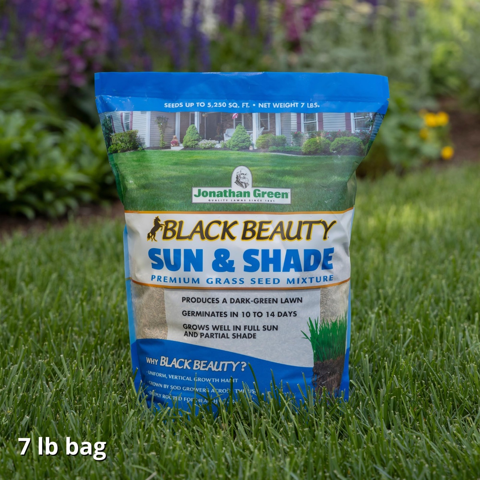 Premium Black Beauty Sun & Shade Grass Seed – Cool Season Lawn Seed, 7 lb Bag