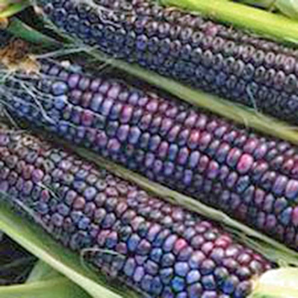 Corn, Blue HOPI, Heirloom,200 Seeds, Great for Making Blue Corn Flour