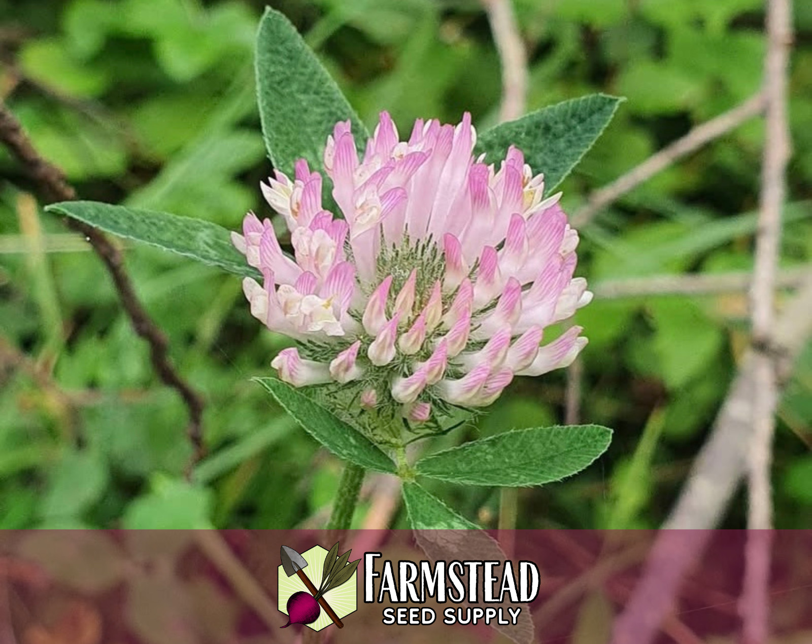 1,150+ Strawberry Clover Seeds | Pollinator Flower Seeds, Trifolium fragiferum