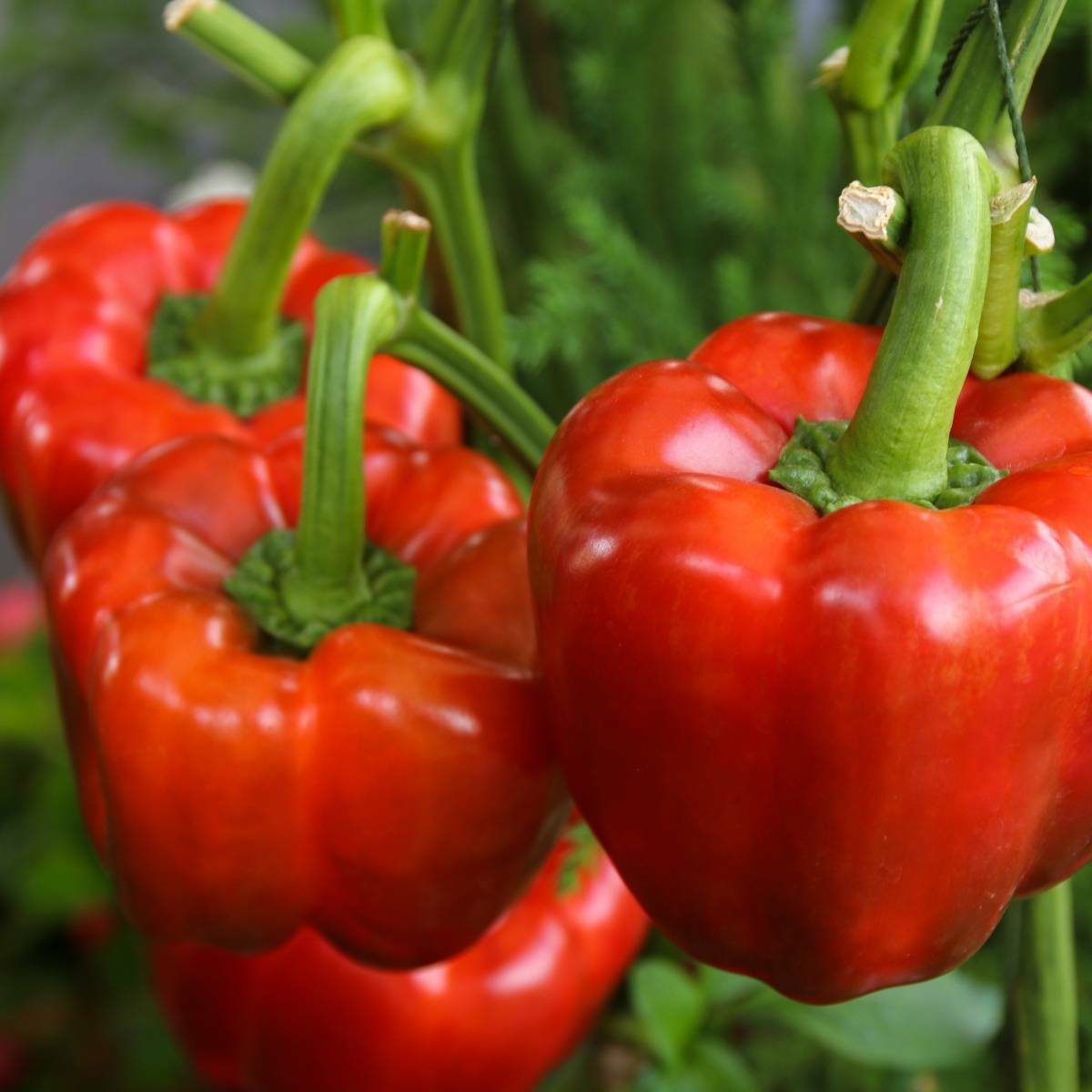 Yolo Wonder Improved Bell Pepper Seeds | Red Green Sweet Peppers Fresh Seed 2024