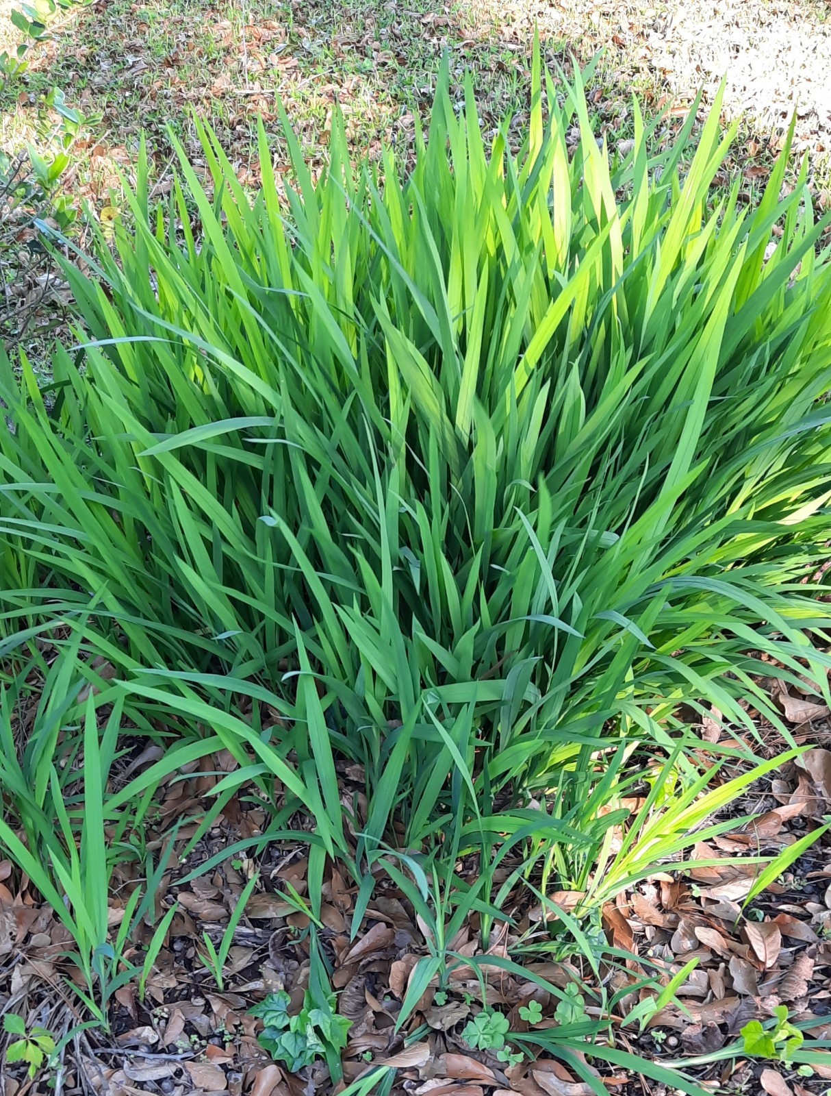 25 Small Orange Montbretia Crocosmia Corms / Bulbs