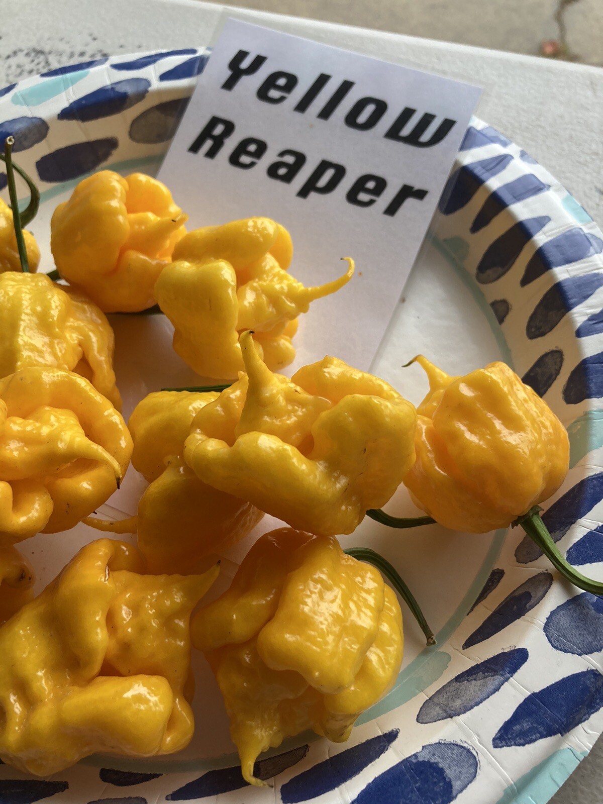Yellow Reaper Hot Pepper Seeds 15+ Per Pack