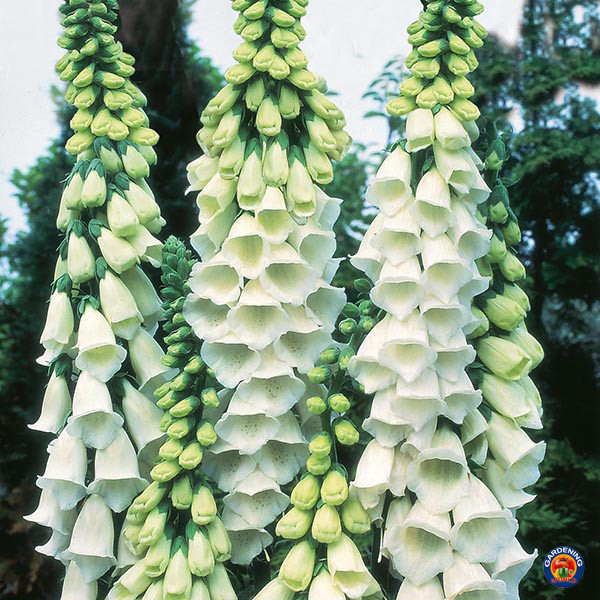 1oz FOXGLOVE Flower Seeds Digitalis Purpurea Lady’s Glove Mixed colors 295,000