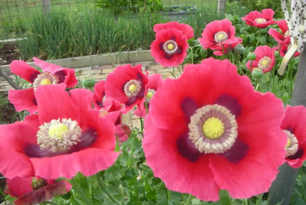 PepperBox Poppy Seed (Papaver S) 1500 USA SELLER!