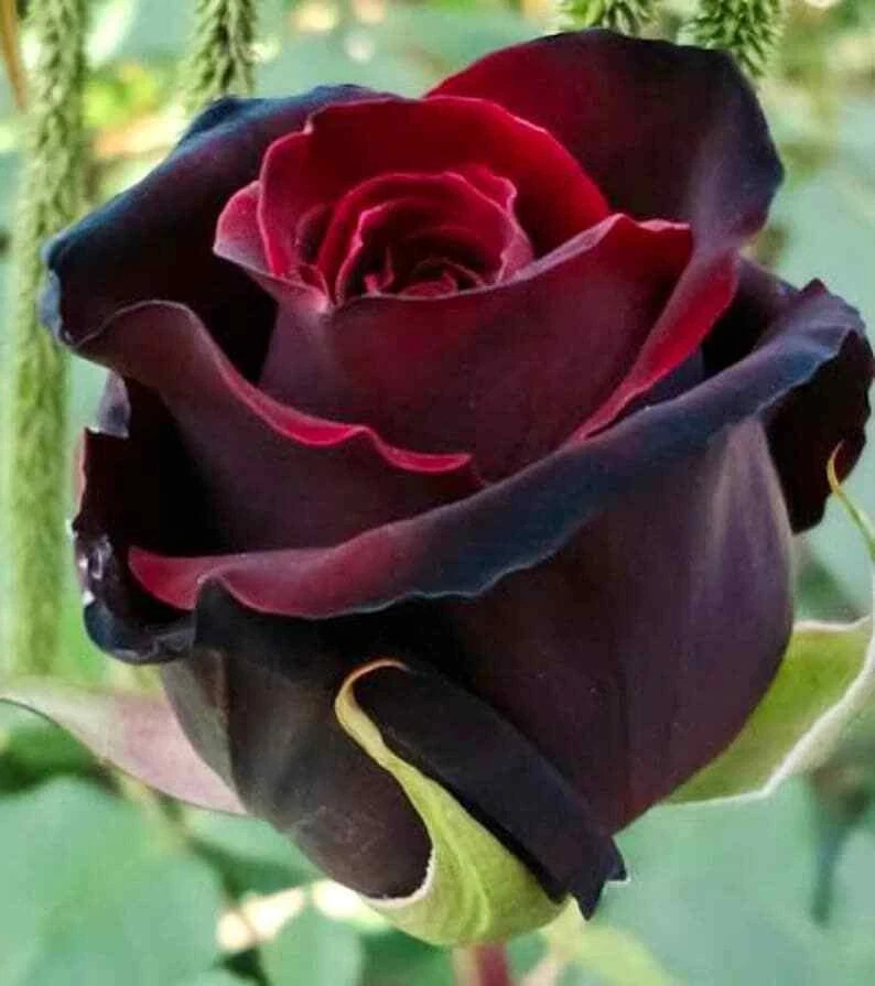 Red and Black Rose Seeds- 50 or 100 Seeds.USA Seller- Free Shipping