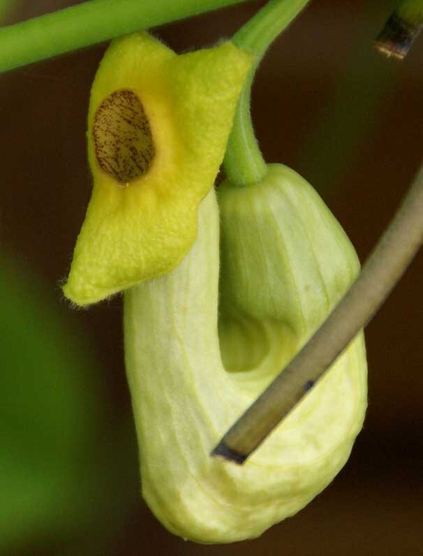 Aristolochia manshuriensis | Birthwort | Manchurian pipevine | 100_Seeds