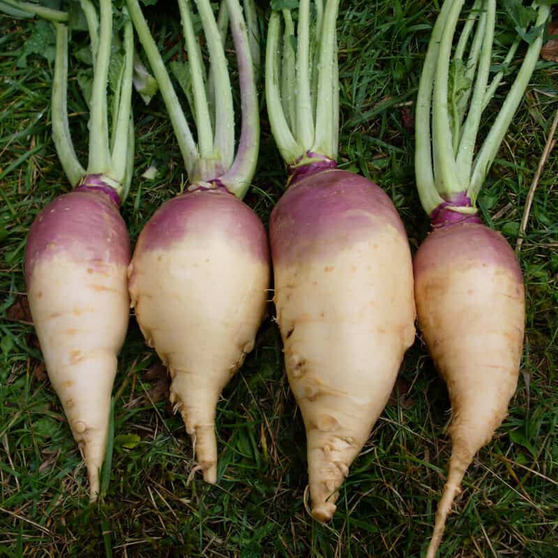 500+ Doon Major Rutabaga Seeds for Garden Planting – USA – FREE SHIPPING!