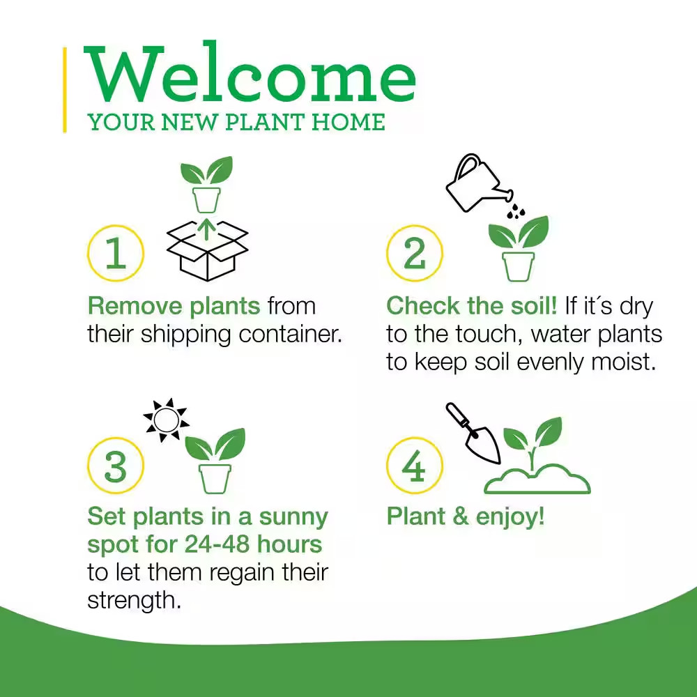 19 Oz. Italian Oregano Herb Plant (2-Pack)