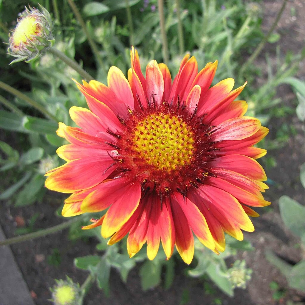 Perennial Blanket Flower Seeds – For 2025 Planting Gaillardia Aristata