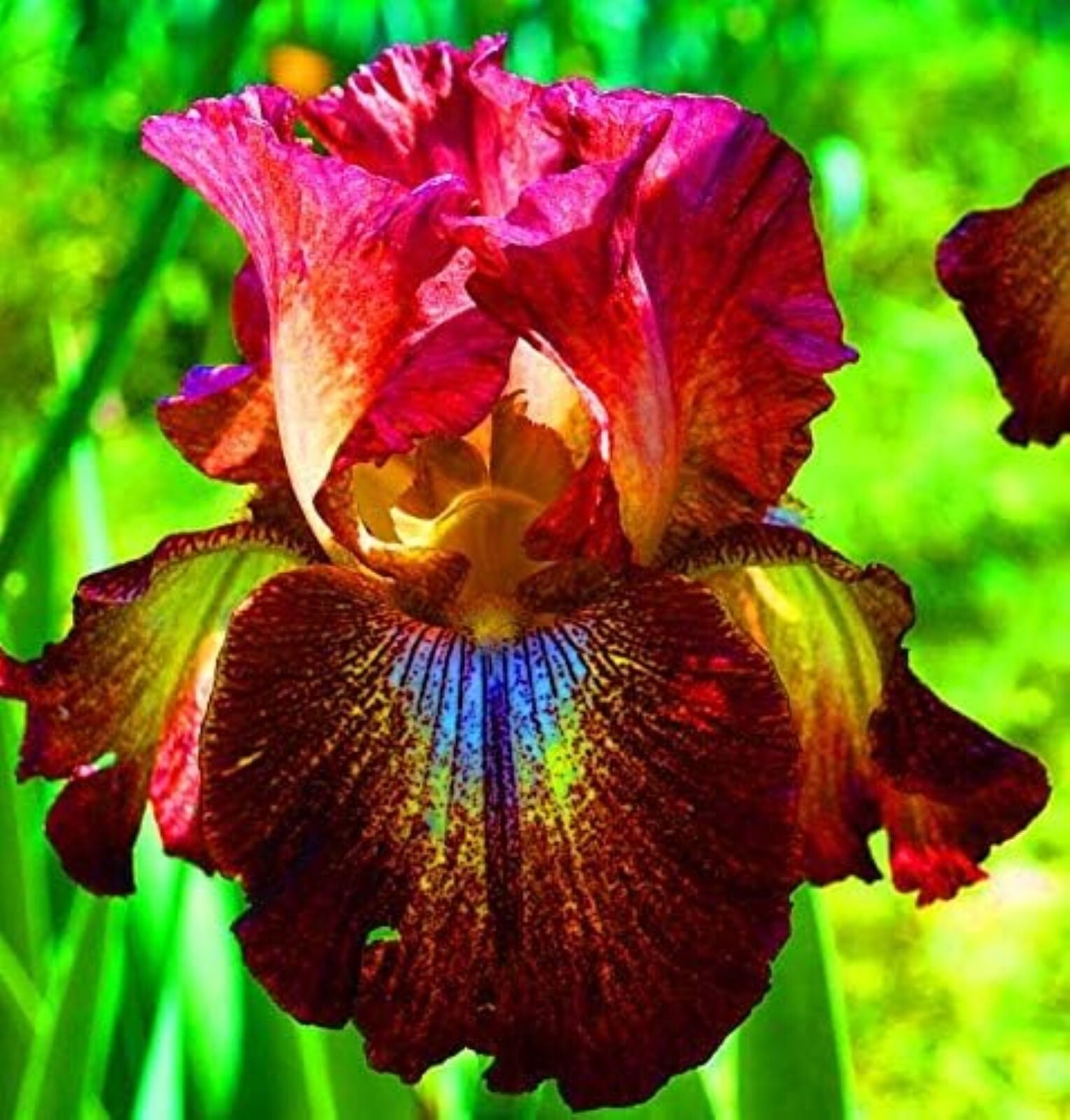 50 Iris Flower Seeds Much Less Money Than Bulbs..