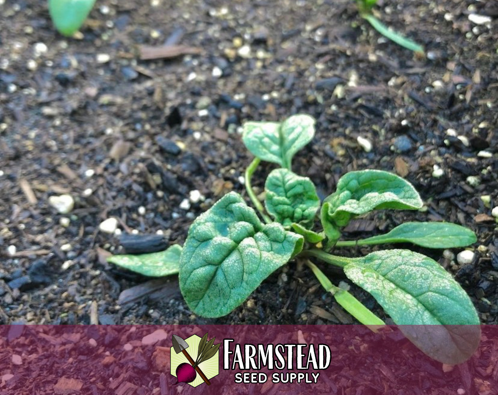1100+ Spinach Seeds [Bloomsdale Longstanding] Vegetable Gardening, Non-GMO, USA