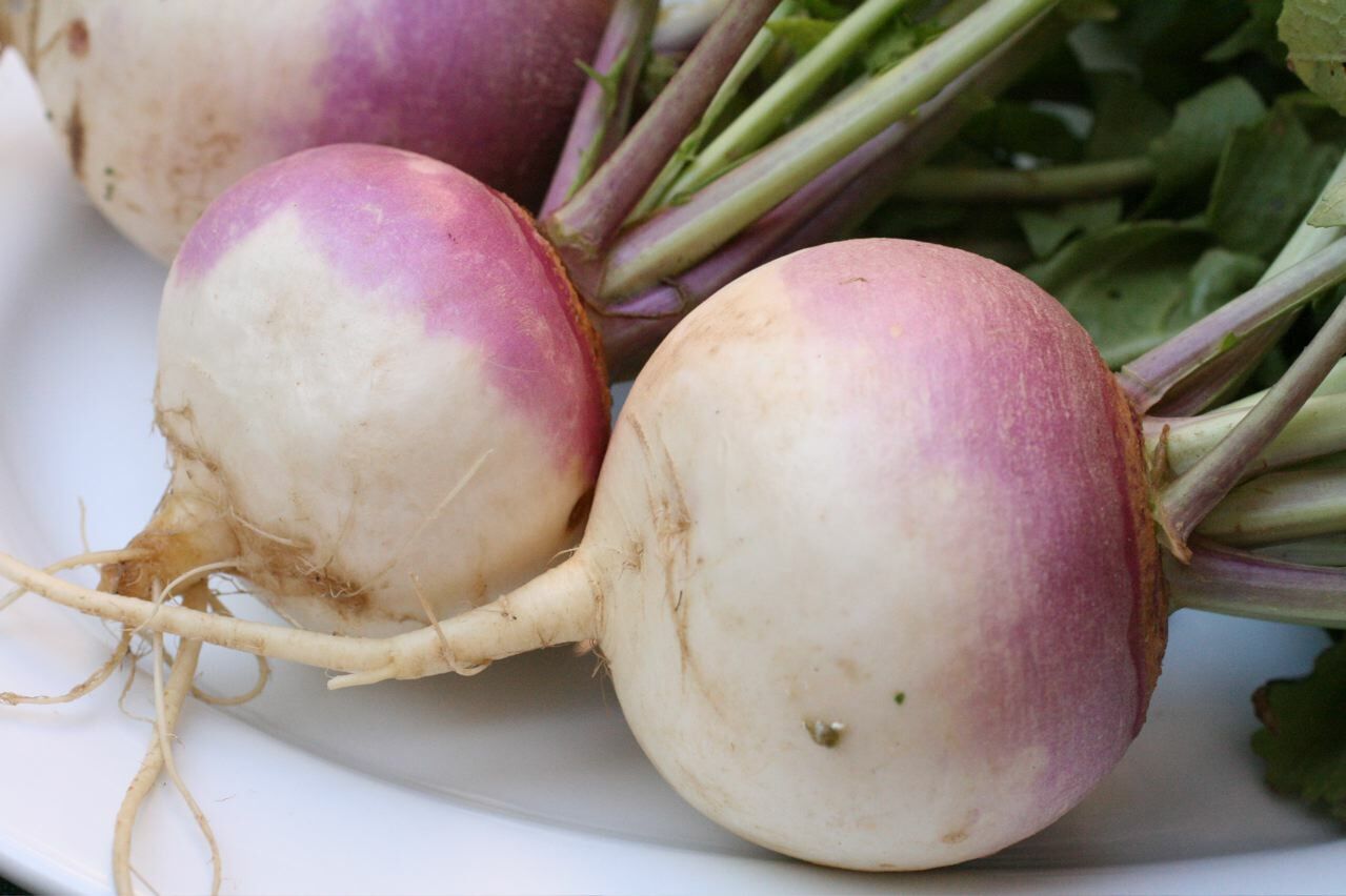 10,000 Purple Top Turnip Seeds – Non-GMO Heirloom Turnip Seeds – Bulk Seeds