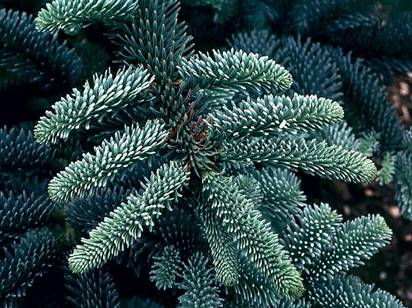 Blue Noble Fir, Abies procera glauca, (Abies nobilis), Tree Seeds