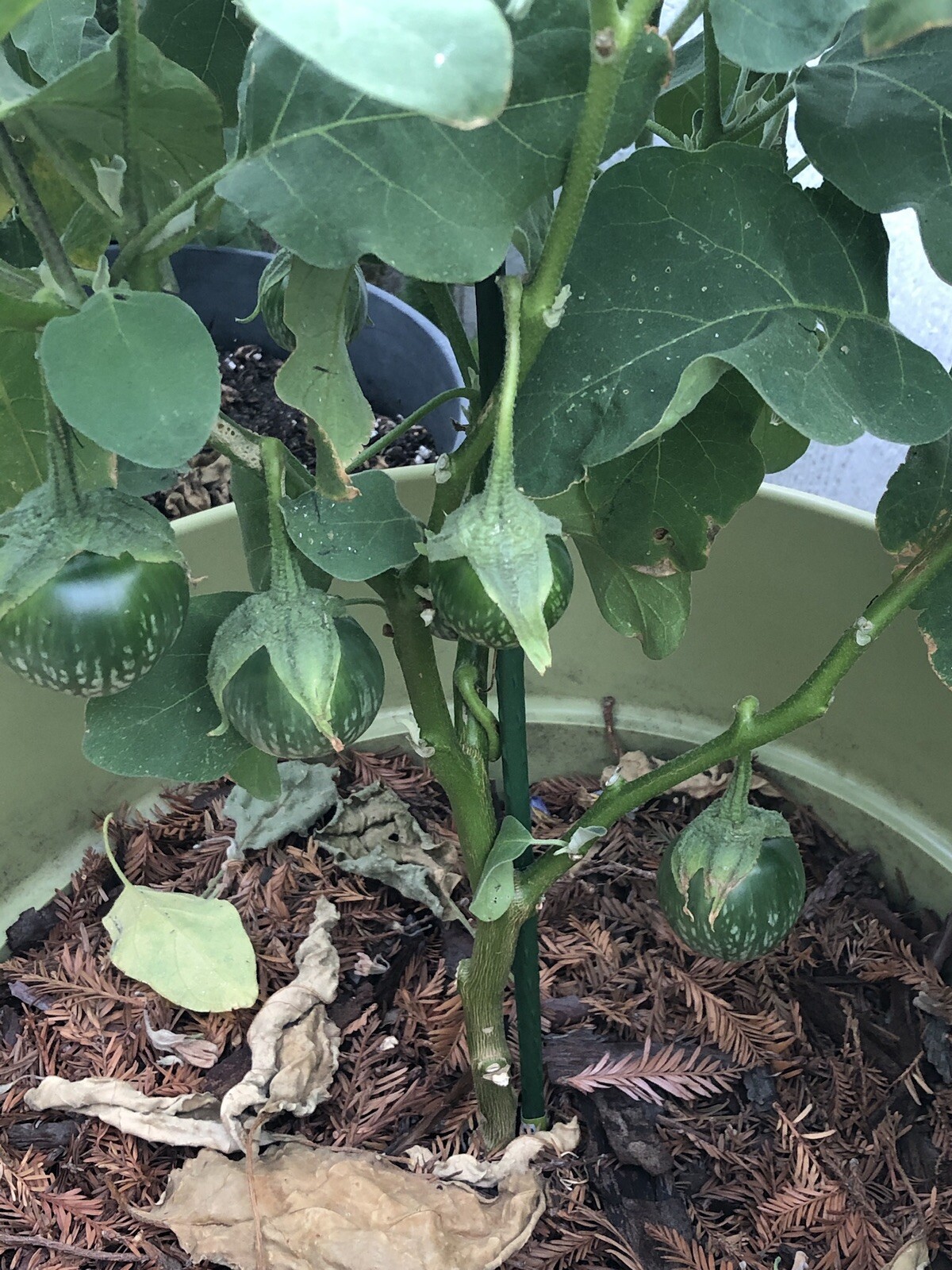 40+ Thai eggplant seeds Grown Organically NON GMO Shipping Within US