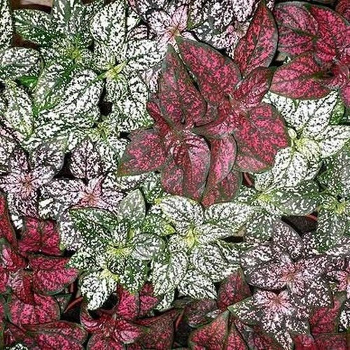 Hypoestes Splash Seeds Mix – Polka Dot Plant – 50 Seeds