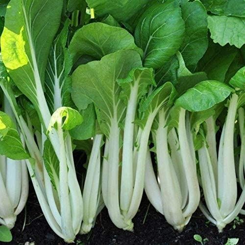 Joi Choi Seeds (25+ Seeds)