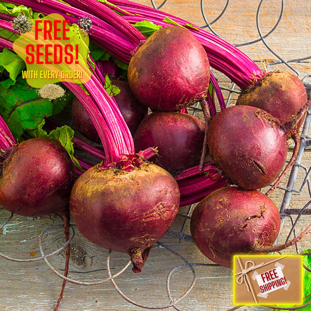 Fresh Detroit Dark Red Beet Seeds | Heirloom Non-GMO | Fresh Vegetable Seeds