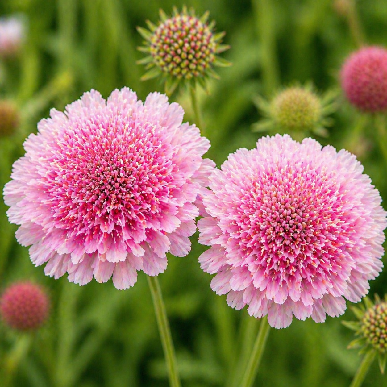 Salmon Rose Scabiosa Seeds 75+ Seeds Mum Flower, Flower Seeds, Annual