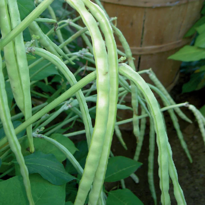 Top Pick Cream Pea Cowpea Seeds | White Field Pea Bean Fresh Vegetable Seed 2024