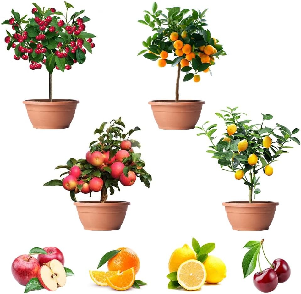 200+ Mix Dwarf Bonsai Fruit Tree Seeds for Planting, 4 Variety Individual Packs,
