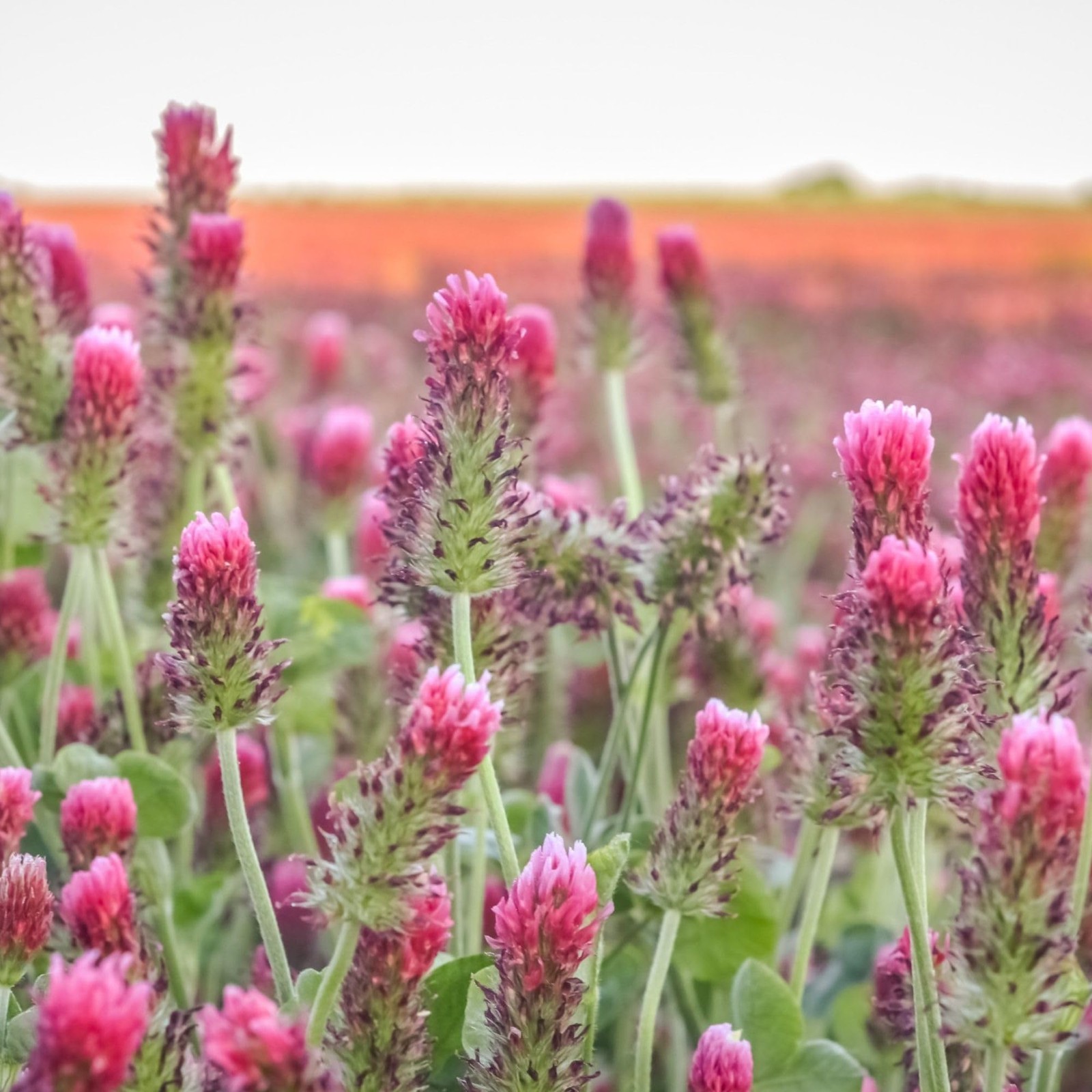 5 Lb Non Gmo Crimson Clover Seeds For Planting Nitrogen Fixing Heirloom Seed