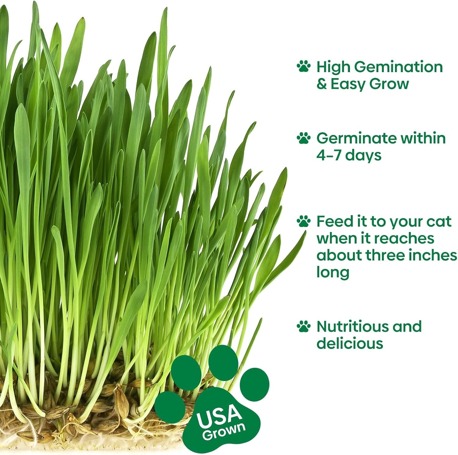 Non-GMO Cat Grass Seeds, 4 Oz Mix for Healthy Indoor & Outdoor Cats