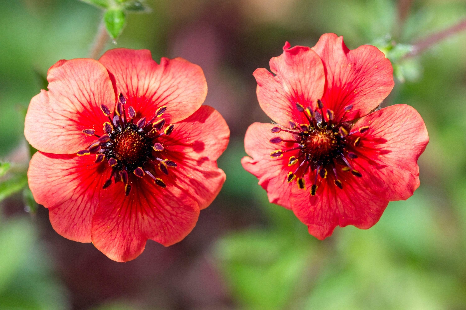 50 Nepal CINQUEFOIL / POTENTILLA Nepalensis Pink Red Flower Seeds *Comb S/H