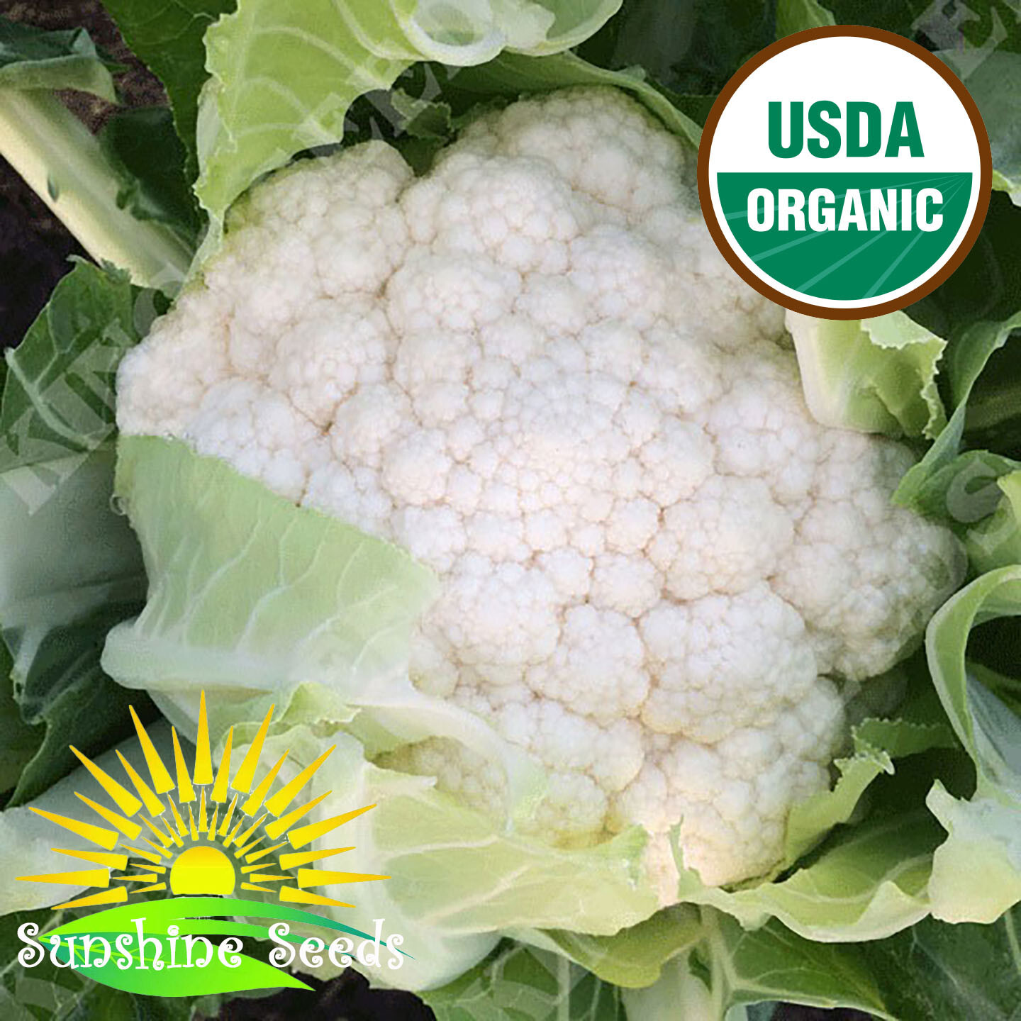 Snowball Y Cauliflower Seeds (100) / ORGANIC / FLORIDA GROWN / HEIRLOOM