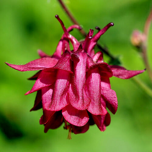 COLUMBINE MIX, 200+ SEEDS, ALL KINDS AND COLORS, AQUILEGIA, NICE SHADE FLOWERS