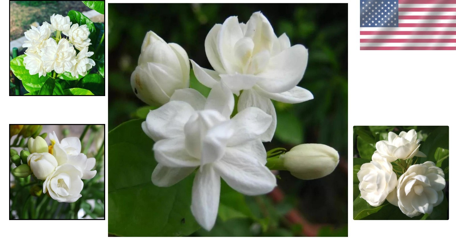 200+ Climbing Jasmine Flower Seeds – Fragrant Non-GMO Choice for Garden Elegance