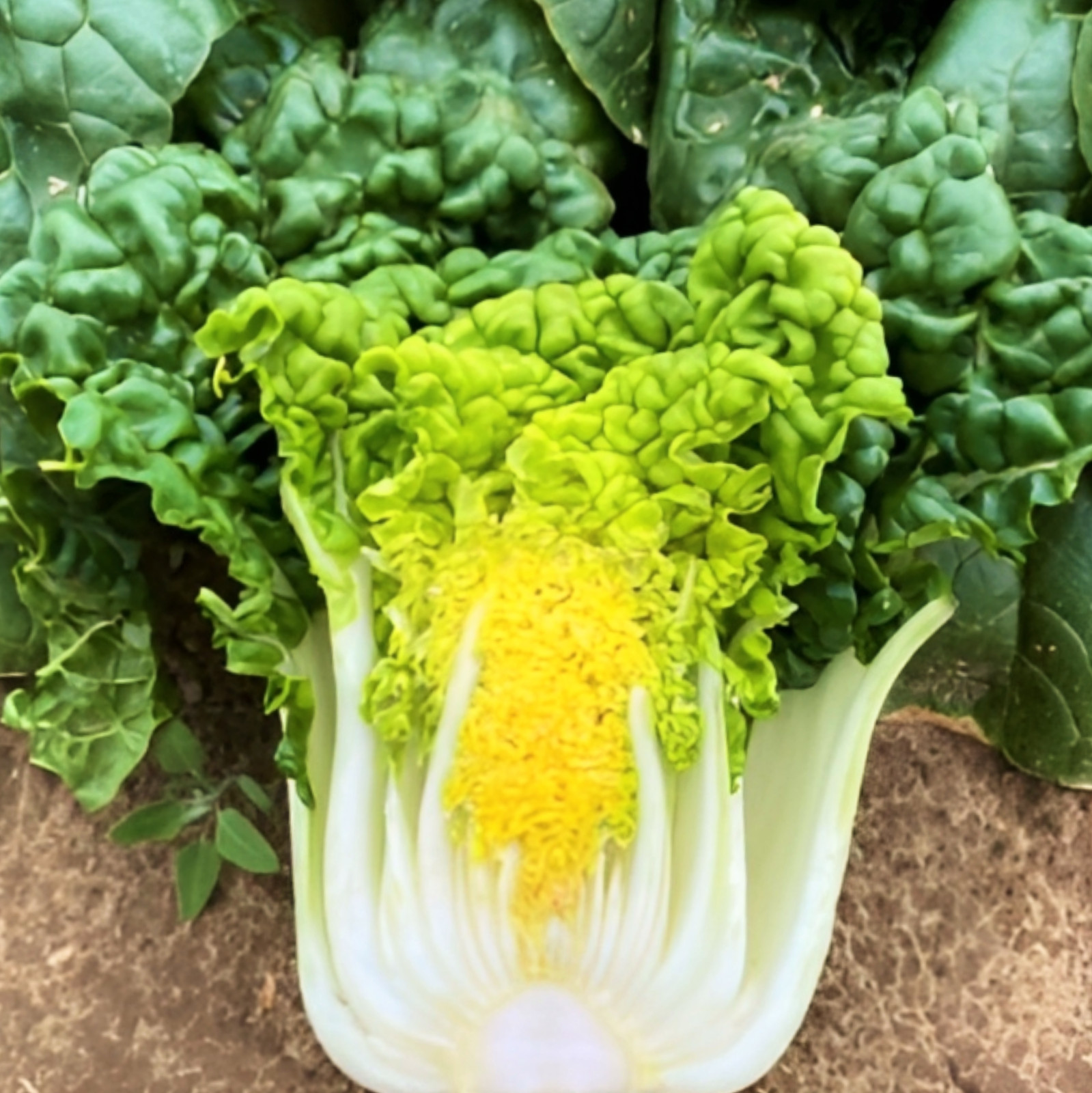 Golden Heart Bok Choy Seeds | Pak Choi White Cabbage Asian Vegetable Seed 2024