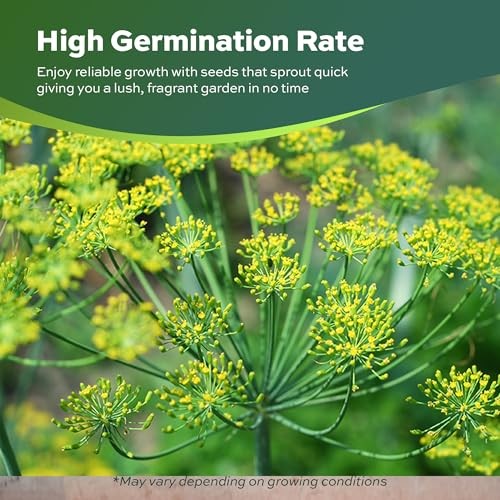 2000 Dill Seeds for Planting (Bouquet Variety) – Heirloom, Non-GMO, USA Grown