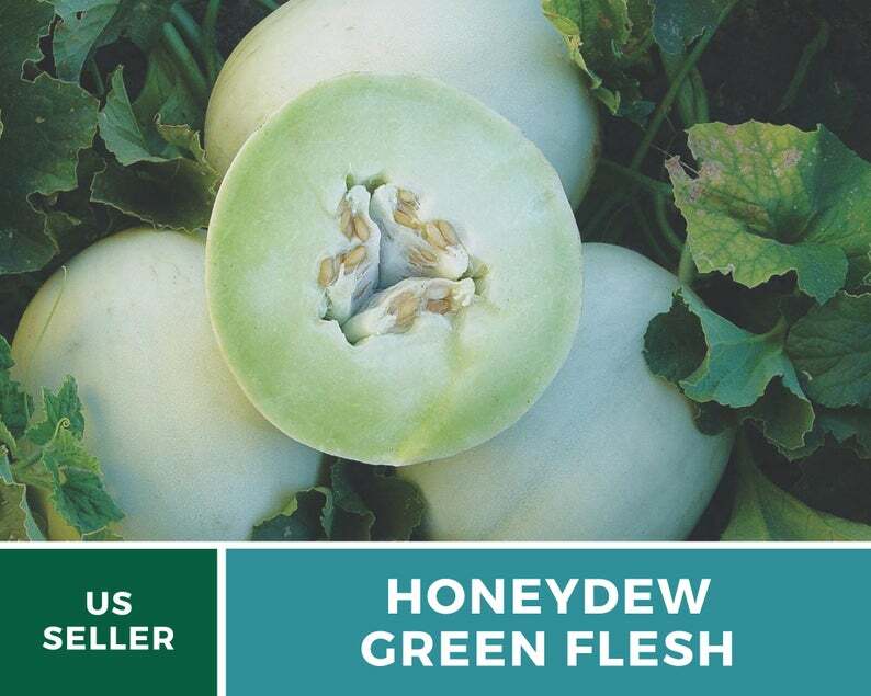 Melon, Green Flesh Honeydew – 20 Seeds – Heirloom – Open Pollinated – Non GMO