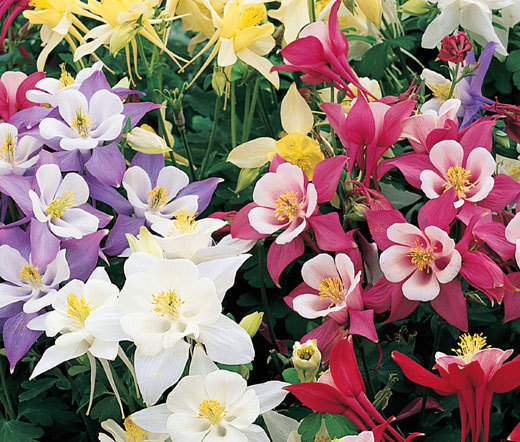 COLUMBINE MIXED COLORS Aquilegia Caerulea – 500 Bulk Seeds