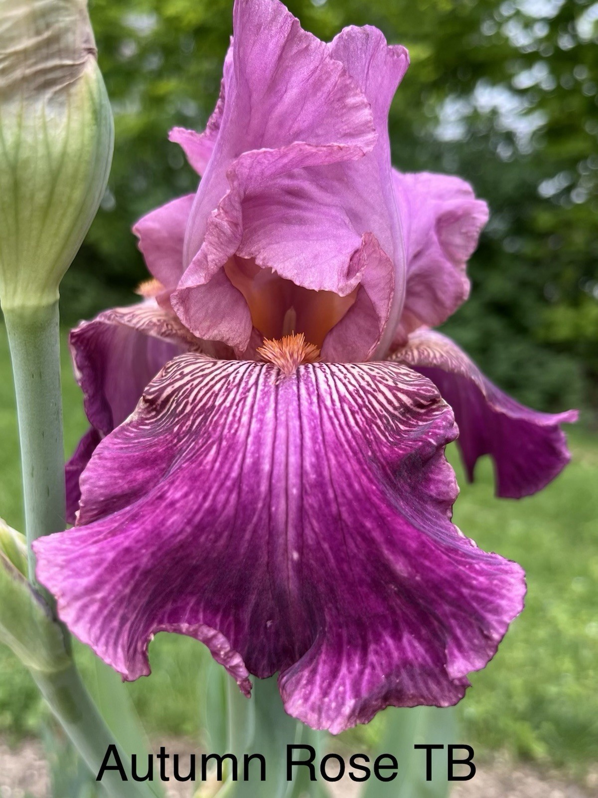Collection Of 6 different tall bearded Iris Rhizomes