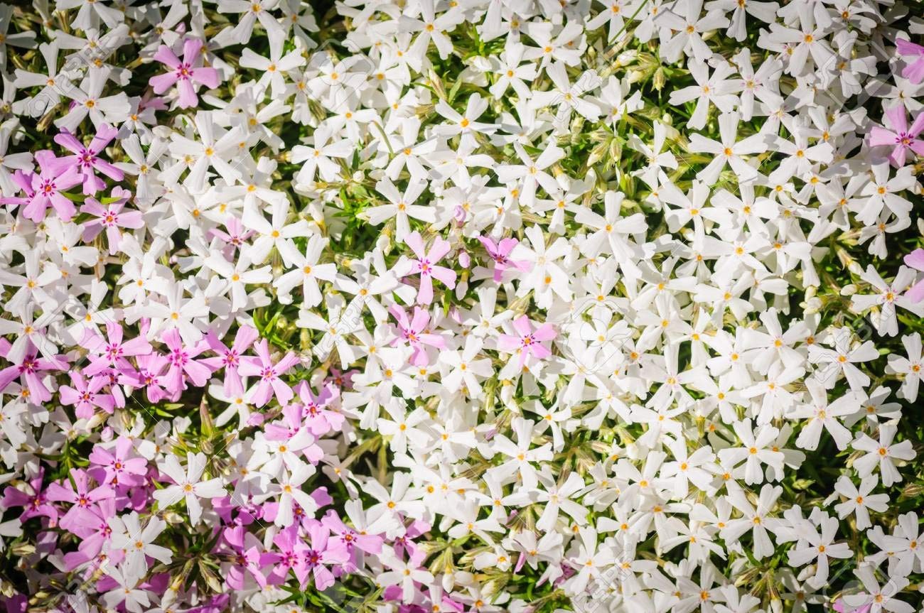 Mountain Phlox Flower Seeds, 1000+ Flower Seeds Per Packet, Non GMO & Heirloo…