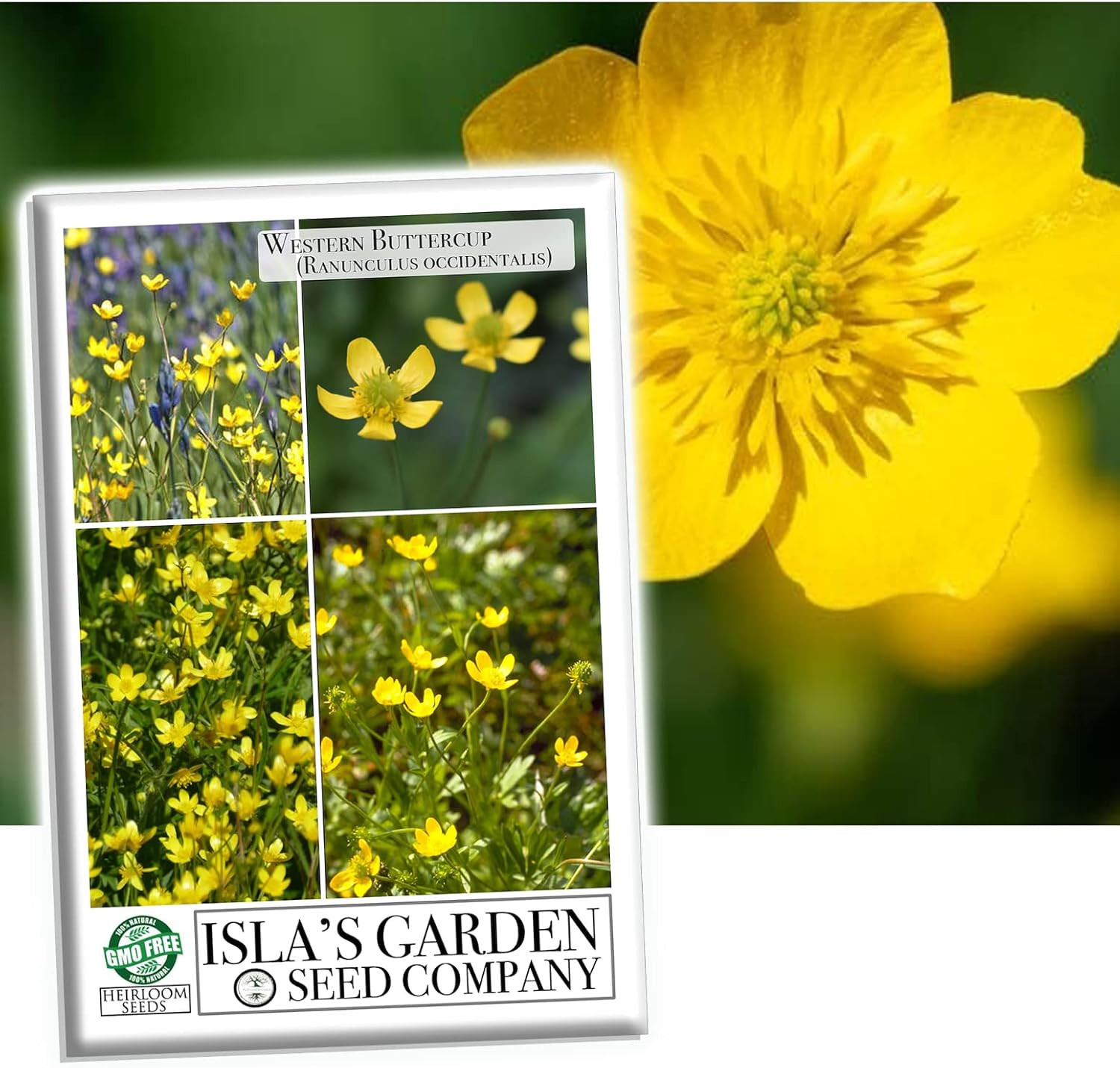 Western Buttercup Seeds – 250+ Non-Gmo & Heirloom Seeds by Isla’S Garden Seeds