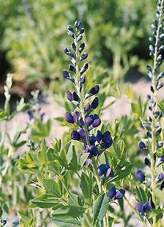 Baptisia australis 250 seeds