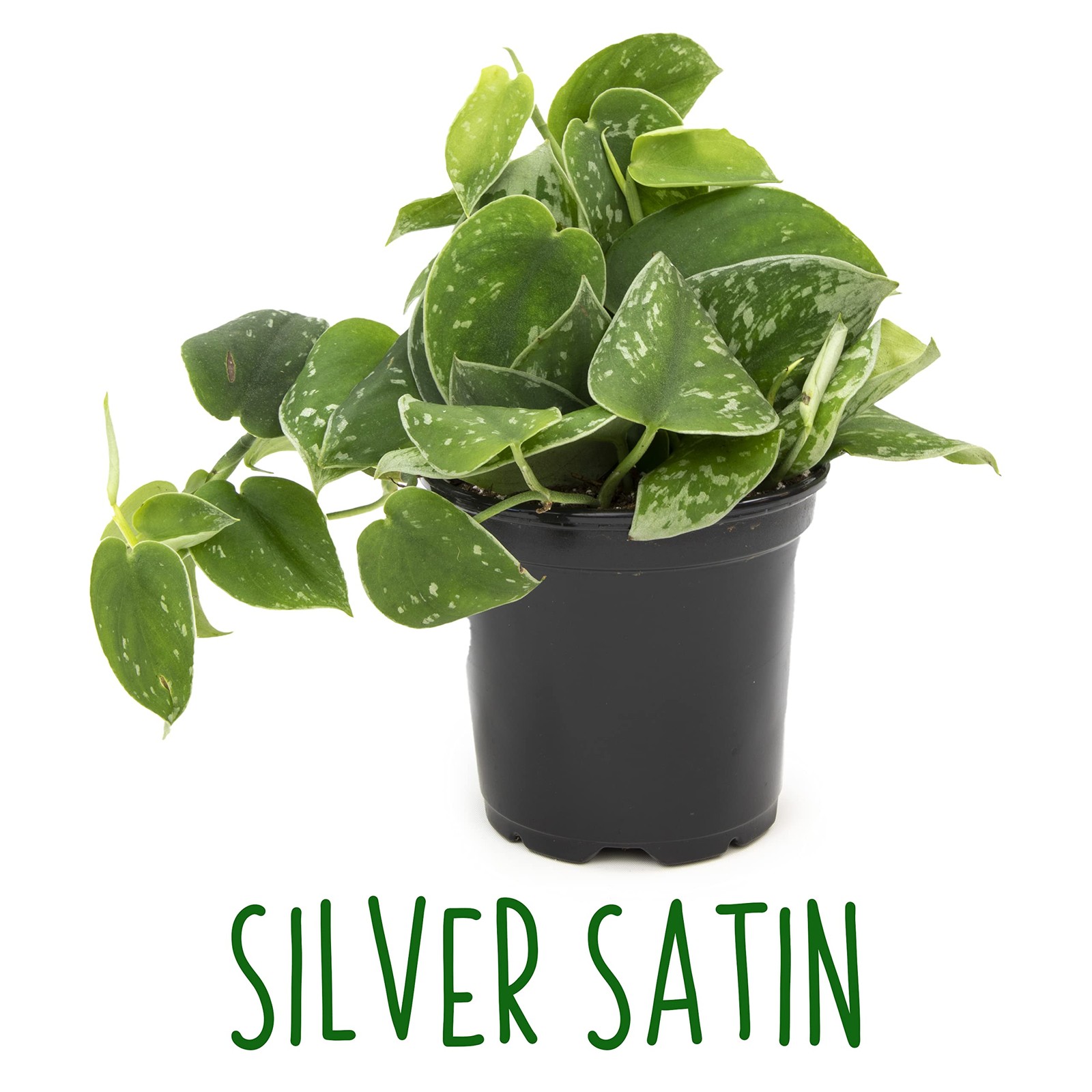 Live Pothos Plants 4PK Indoor Plants Live Houseplants Pothos Live Plant Hous…